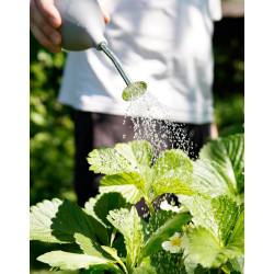 Ballbrause – Sanfte Bewässerung für Keimlinge & Jungpflanzen