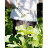 Ballbrause SeedBooster®