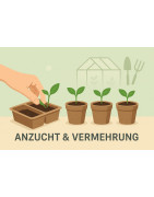 Anzucht & Vermehrung